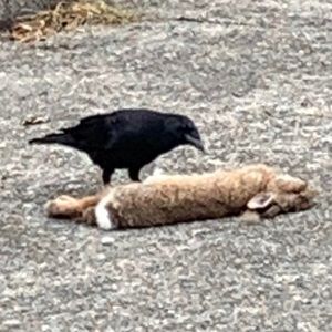 Meet your Posher, Raynor